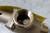 Watts 0556008 1 In Outlet Connection Temperature and Pressure Valve-36447778