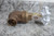 Milwaukee Valve UP115 1 6 Pk 1 In Sweat x Sweat Connection Bronze Gate Valve-98156922