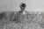 Trico 31820 4 Oz Reservoir Capacity Self Leveling Oiler-11185464