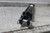 Chief 211325 2-1/2 In Bore Dia 12 In Stroke L Tie-Rod Hydraulic Cylinder-65808623