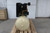 Ingersoll Rand 2545E10-V-460/3 10 Output HP 460V 120 Gal Electric Air Compressor-87694439