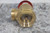 Dixon AV251 2-1/2 In Female NPT Inlet 300 Max PSI Angle Hose Valve-35053761