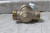 Wilkins 34-NR3XL 3/4 In Single Union FNPT Water Pressure Reducing Valve-20223249