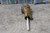 Cash Acme 18821-0150G 10 Pk 3/4 In Temperature and Pressure Relief Valve-35413947