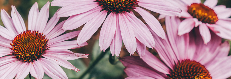 Know Your Nutrients: Echinacea