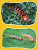 Remote Control Centipede Infrared Animal Electric Toy Kid Christmas Gift Black