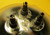 4860 Sealed Beam Lamp Light PAR56 Bulb 28 Volts 80/60 Watt Truck Military Plane