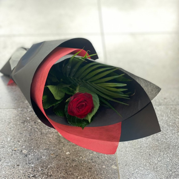 Single red rose for Valentines day