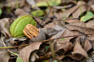When Are Georgia Pecans Harvested?  A Georgia Pecan Grower's Guide