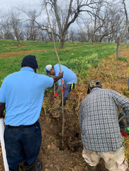 Tree Planting—Our Georgia Pecan Company Recovery Is Underway!