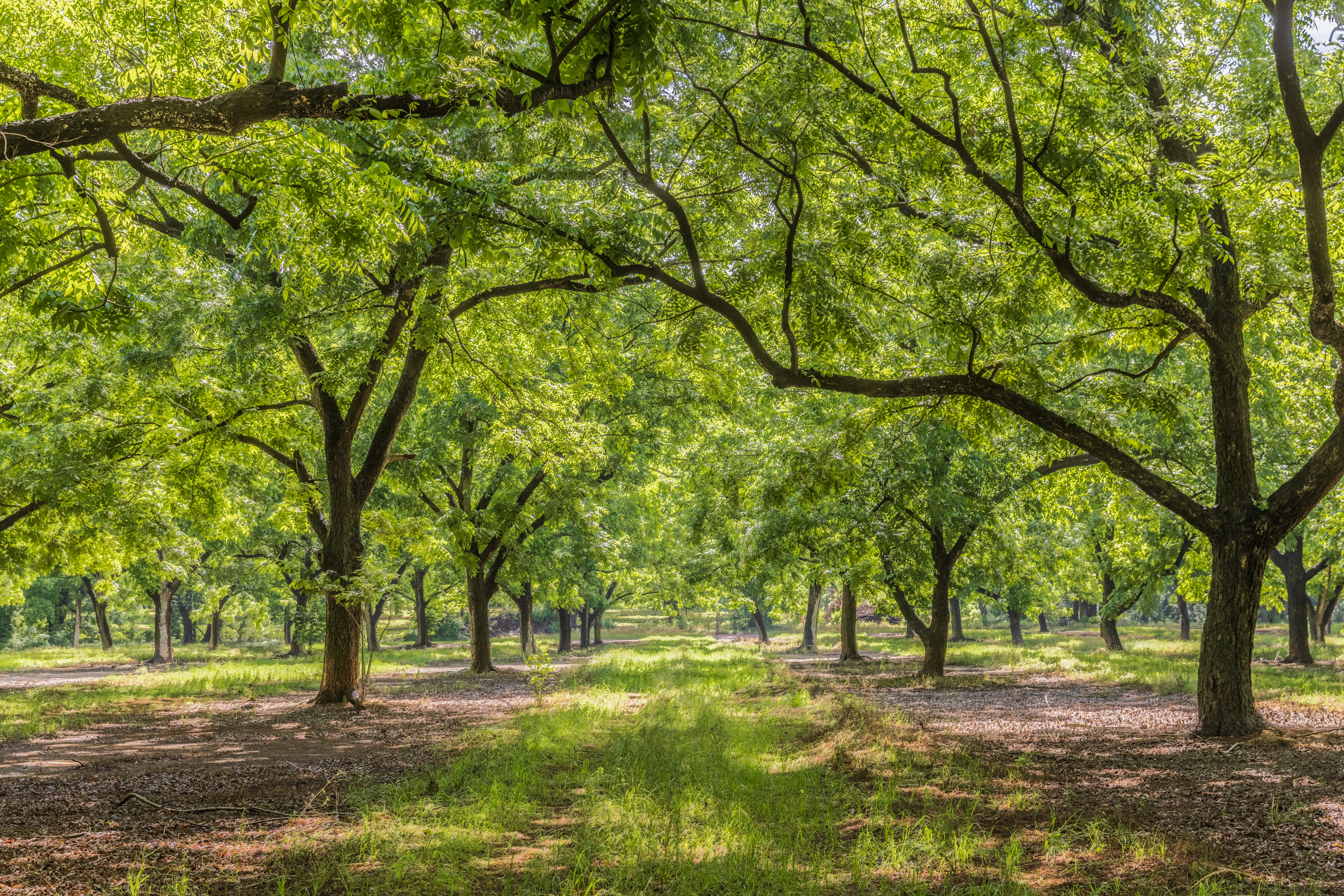 sunnyland-farms-spring-in-the-groves