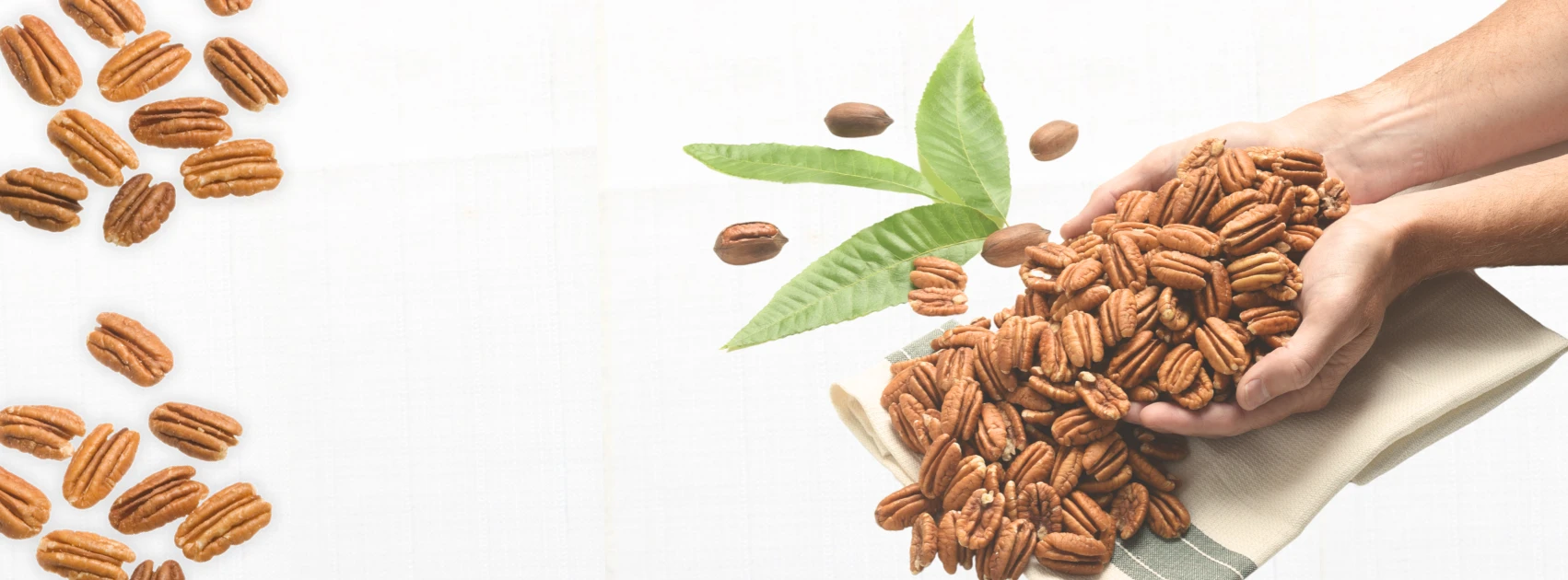 sunnyland-farms-raw-pecans-new-crop-harvested
