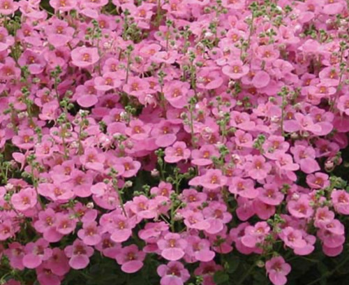 Diascia Various colours 9cm Pot