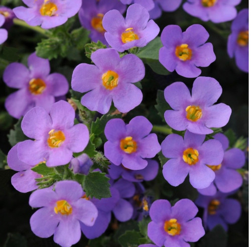 Hundreds of beautiful flowers cover these Bacopa trailing plants all summer, even when other varieties of Bacopa stop blooming. Large, unique sky-blue flowers contrast nicely with the dark green foliage. Good ground cover, excellent trailer. Essential for hanging baskets.