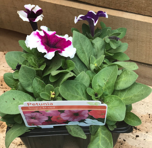 Petunia Single Mixed 9pk