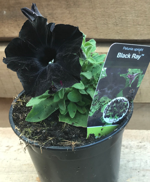 Petunia Black Ray upright in a Pot