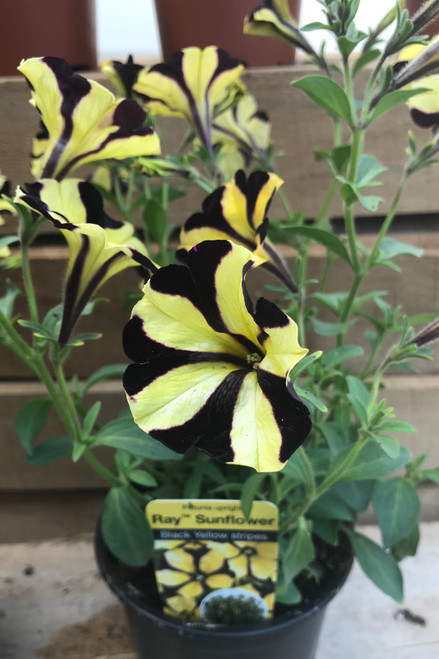 Petunia Ray Sunflower