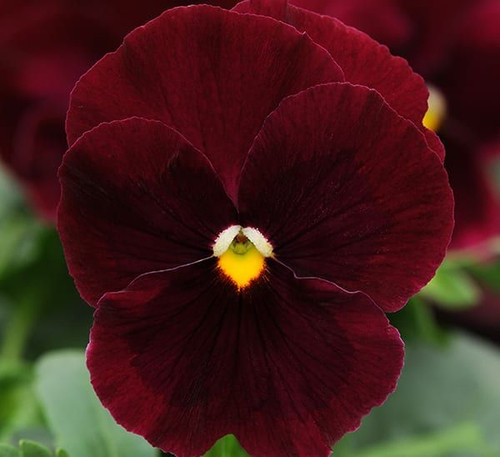 Pansy Matrix Scarlet 6pk