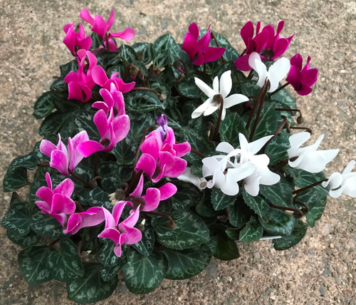 Cyclamen 4pk