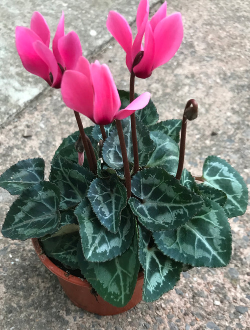 Cyclamen single pot Red, White or Pink