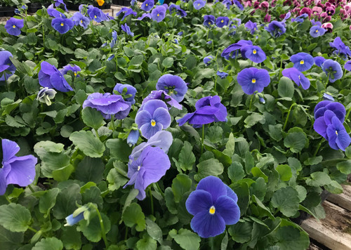 Pansy Matrix, True Blue