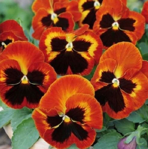 Pansy Solar Flare