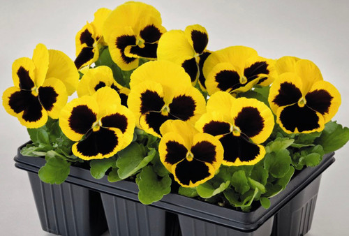 Pansy Yellow Blotch 6 Pack.