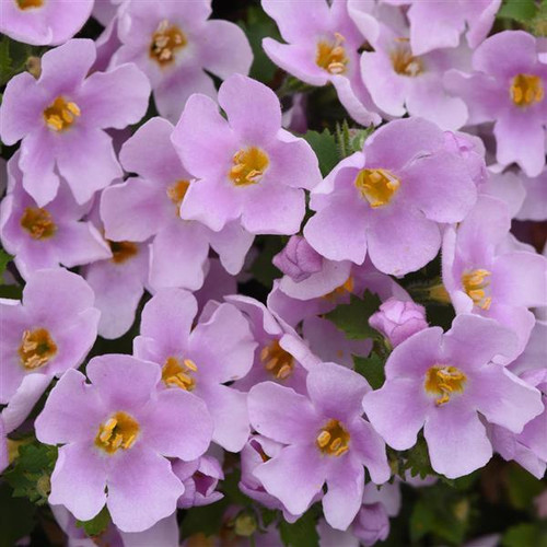 Bacopa Pink 9cm Pot