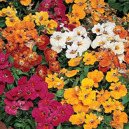 Nemesia Various 9cm Pot Nemesia Various 9cm Pot