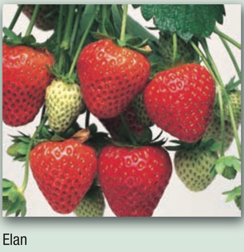 Strawberry Elan. Features large bright red fruits

Plant in well drained soil. Water well before planting. Fertilise regularly and remove runners periodically. Harvest the delicious fruits from end of June to the first frost.

ideal for hanging baskets.