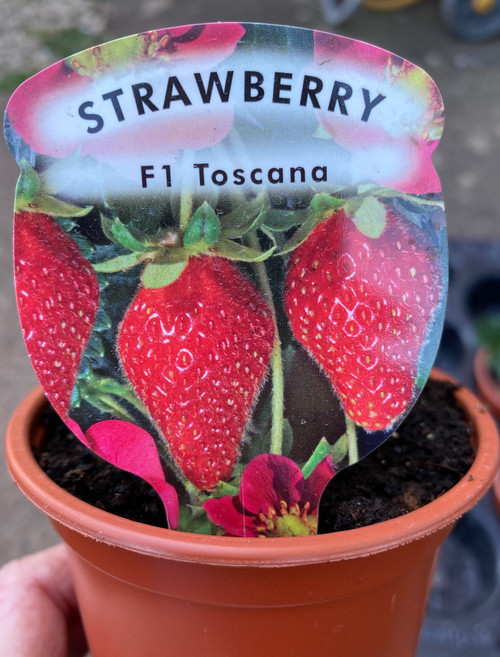 Toscana. Plants with deep rose flowers produce striking cone-shaped, sweet juicy fruits.

Ideal for hanging baskets and patio tubs.

plant in good quality compost, maintain regular watering and feed with a liquid fertiliser.