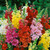 Antirrhenum - 9 pack