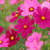 Cosmos
