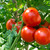 Tomato Plants