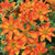 A taste of the exoitic with these truly stunning star-shape flowers in orange. Part of the Hawaiian Flare collection they look fantastic in pots, baskets and in the front of borders. 
Key Features
 Perfect for pots and containers
 Great in hanging baskets
 Loved by pollinators
 Prefers full sun
