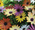 Osteospermum Mixed