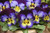 Pansy Matrix Midnight Glow 6pk