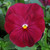 Pansy Matrix Clear Rose