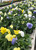 Pansy Matrix 20pk Pastel Mix