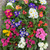 Polyanthus single  pot 