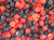 Blackberry and Raspberry Gums