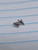 16g Stainless Silver 4x4mm Spike Dermal Implant Top B3718