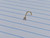 20g Gold Round 2.5mm CZ Screw Nose Ring B3962