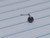 20g Stainless Black Agate L Bend Nose Ring B4048