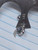 14g Silver Vitrail Heart Wings Belly Ring B4129