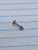 16g Silver Titanium 3mm Spike CZ 1/4 Labret Ring B4180
