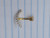 14g Gold CZ Curved 3/8 Belly Ring B0477