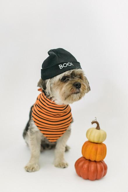 Dog Boo Beanie