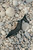 Arteana Trieste 75 Mule Crystals in Black