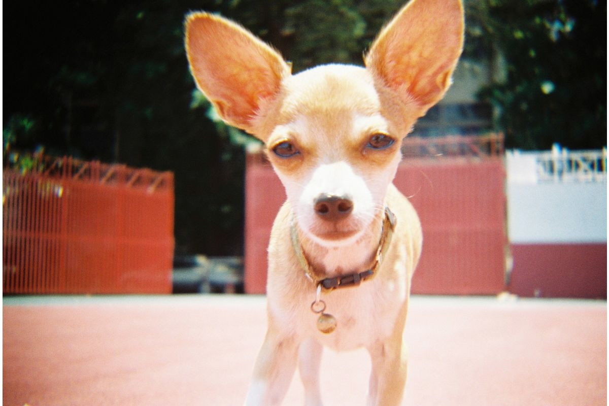 Lomography Konstruktor SLR Camera - Thumbnail 3